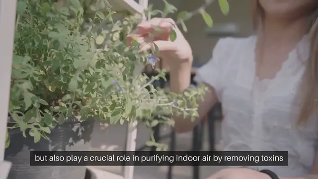 Video thumbnail for Best Houseplants for Air Purification