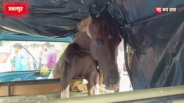 'Video thumbnail for Jabalpur News: बीच सड़क पर बेकाबू घोड़ों का तांडव - आफत में आई कई लोगों की जान'
