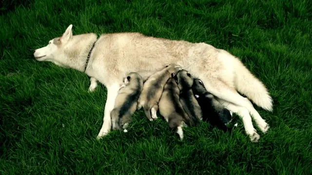 Video thumbnail for German Shepherd Puppies 101