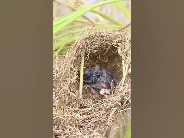 Video thumbnail for Babies Grown Bird Sparrow EP#057 #birds #avian #babyanimal #wildbirdlife #babybird #avianlife  #bird