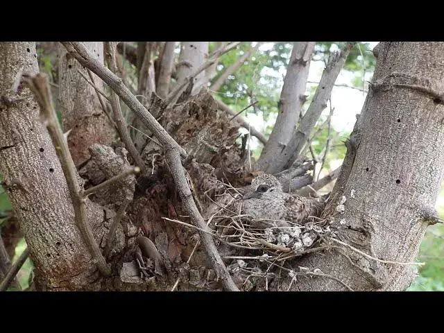 Video thumbnail for The cute of babies dove on nest // wild dove bird life on nest  @viralbirdNest