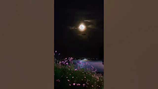 'Video thumbnail for #nature butterfly #status #whatsappstatus #reels #omxmedia'