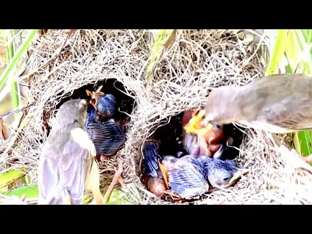 Video thumbnail for The Bird Hungry Hatchlings: Feeding and Nest-Sitting