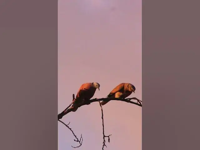 Video thumbnail for Male Wild Dove Bird EP 020  #birdnest #bird #birds #bestbird #birdofwast #birdnest