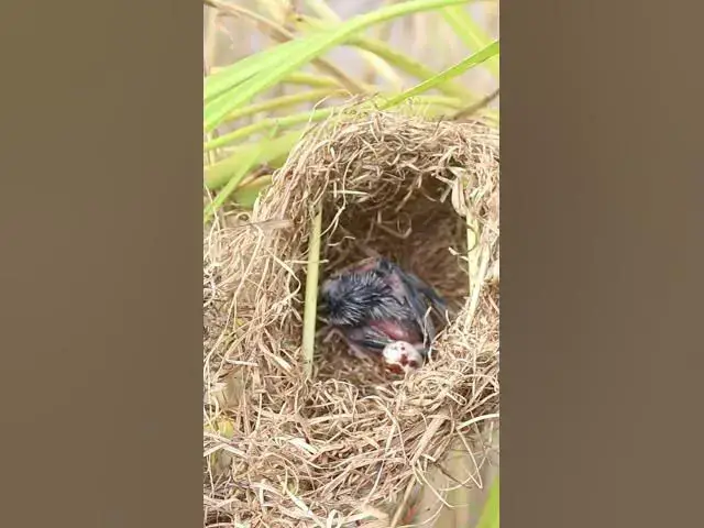 Video thumbnail for Babies Grown Bird Sparrow EP#055 #birds #avian #babyanimal #wildbirdlife #babybird #avianlife  #bird