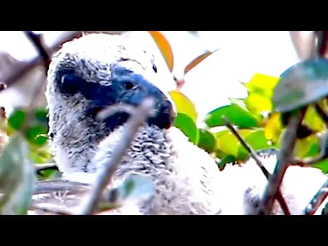 Video thumbnail for The place of wild birds live at lake - baby birds eat