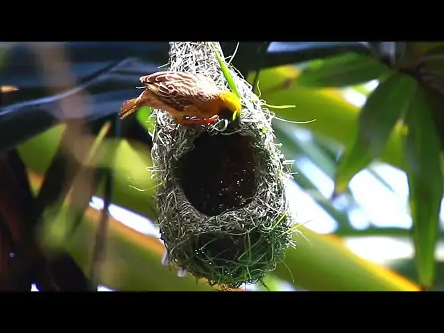 'Video thumbnail for Amazing of Maya bird | Wow Golden bird making nest at forest'