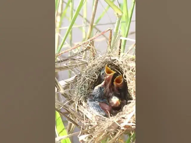 Video thumbnail for Top Short Bird Cries