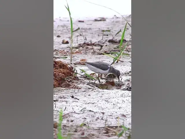 Video thumbnail for Bird eat here  #nest