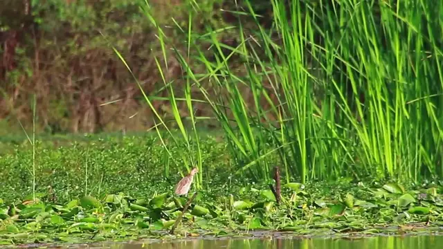 'Video thumbnail for Small bird underwater lake to wait catch fish eat'