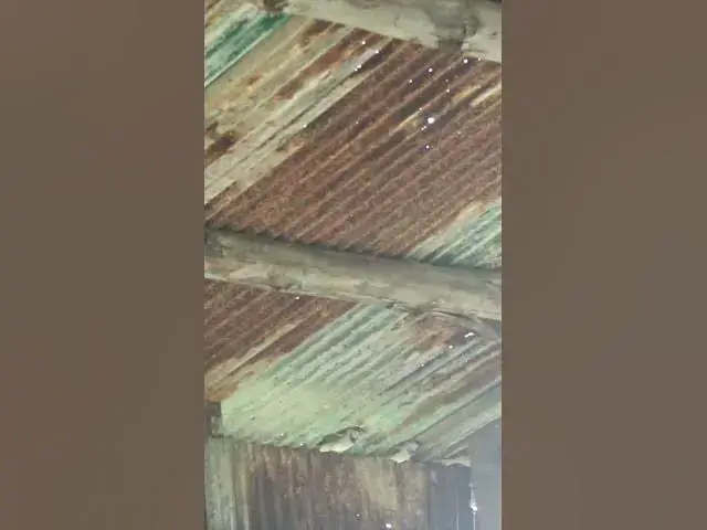 Video thumbnail for Birds Rice Sparrow Underwaater BF#07 #birdslover  #avianlife #babybird #birdsounds #animal #avian