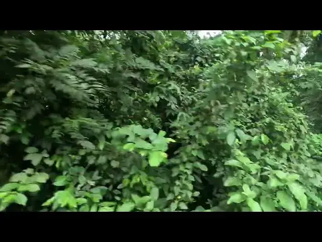 Video thumbnail for রাজকান্দি ফরেস্টের গভীর জঙ্গলের পথ