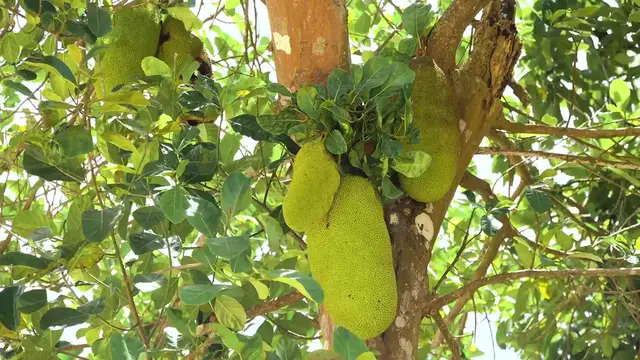 Video thumbnail for Jackfruit: A Hearty Vegetable Soup Delight