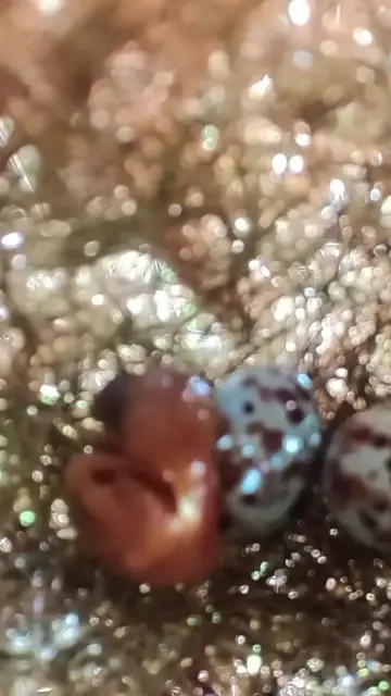 Video thumbnail for #egglaying #birds #nestling #eggproduction #nature #nest #birdslover #nestling #wildlife