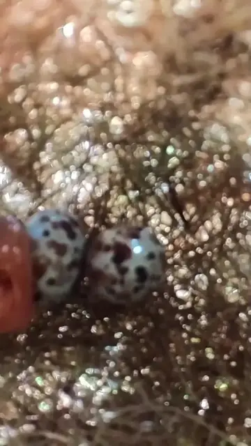 Video thumbnail for Eeg Growth & Baby Bird in nest  #birdslover #nature #wildlife #birdsounds #babybird #biology #birds