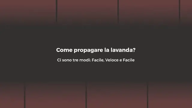 Video thumbnail for Come propagare la lavanda? Ci sono tre modi: Facile, Veloce e Facile