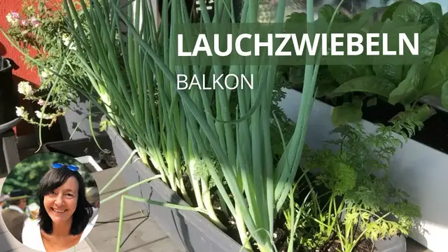 'Video thumbnail for Lauchzwiebeln / Frühlingszwiebeln auf dem Balkon anbauen - von der Aussaat bis zur Ernte'