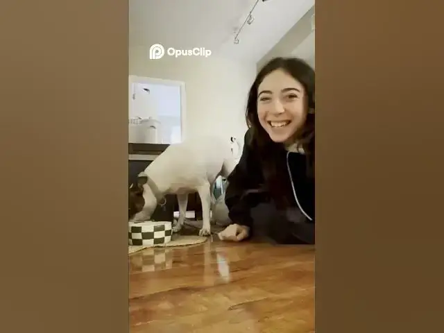 Video thumbnail for Singing Dog, Bulldog in Booties, & More Viral Pet Moments! #funny #shortvideo #viral