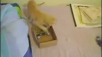 Video thumbnail for Gatinho brincando