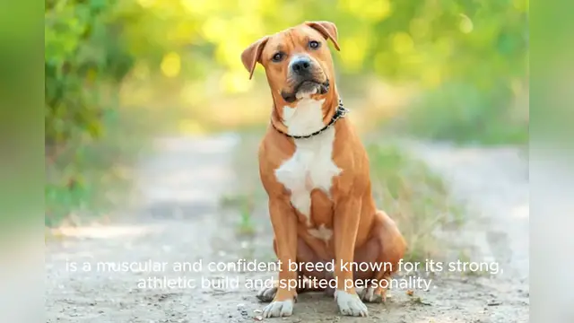 Video thumbnail for American Staffordshire Terrier
