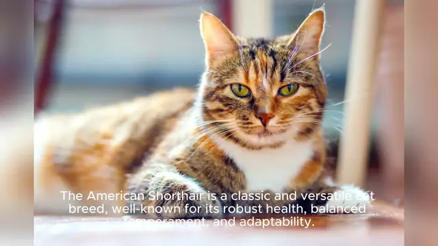'Video thumbnail for American Shorthair'