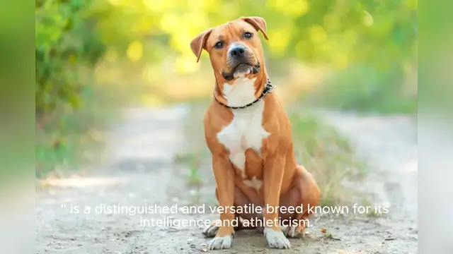 Video thumbnail for Airedale Terrier