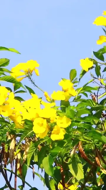 Video thumbnail for cute of small bird #birdnest #birds #wildbird #birdwatching