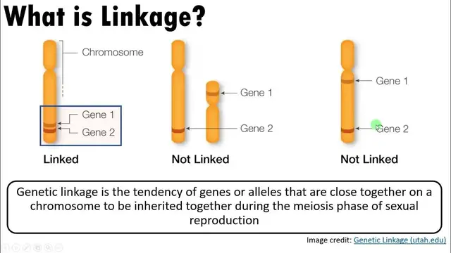 'Video thumbnail for The relationship between Linkage, Independent Assortment, Crossing Over and Homologous recombination'