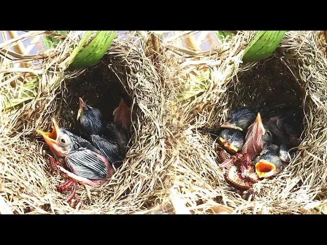 Video thumbnail for Nesting Newborn Birds: A Sweet Sight