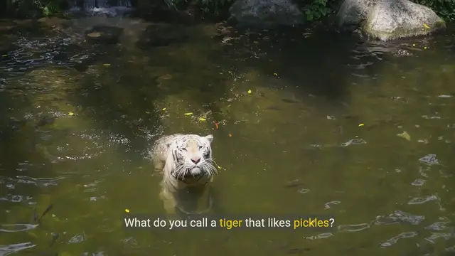 Video thumbnail for Funny cat jokes - Hilarious Cat Jokes to Brighten Your Day!