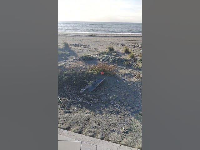 Video thumbnail for #music #nature #christmas #ihavethisthingwithplants #اكسبلور #dance #lifeisbutadream #xmas #الرحمن