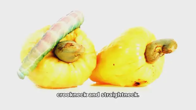 Video thumbnail for Yellow squash Recipe