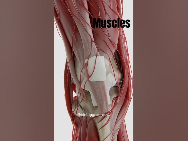 Video thumbnail for Knee Anatomy Animation