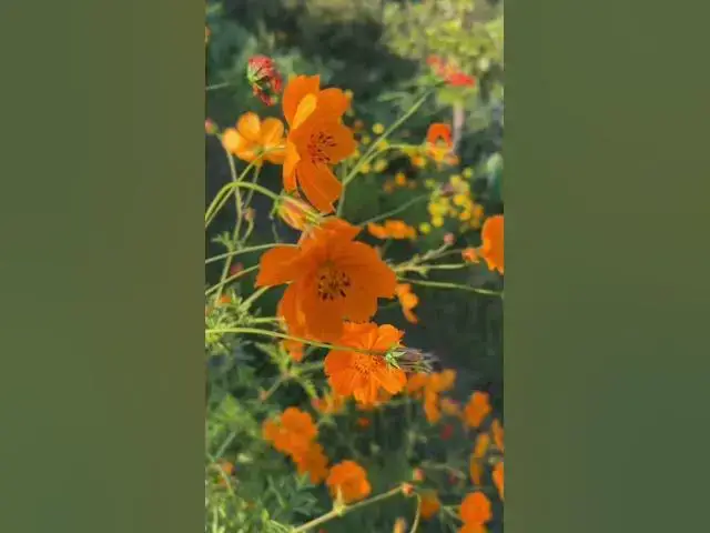 Video thumbnail for How ezoix.com become no 1 tech review website