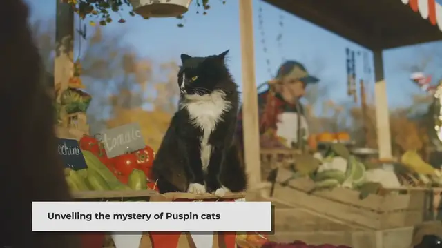 'Video thumbnail for Unraveling the Mystery: What Breed of Cat is Puspin?'