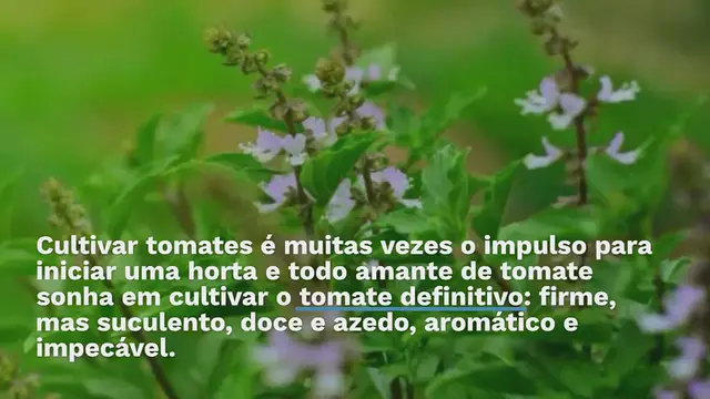 Video thumbnail for 10 dicas essenciais para o cultivo de tomates