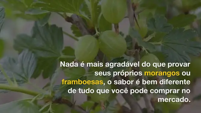 Video thumbnail for 8 bagas fáceis de cultivar em vasos