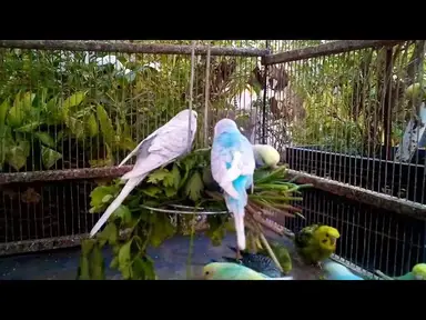 'Video thumbnail for 아기 앵무새의 귀여운 순간 🐥'