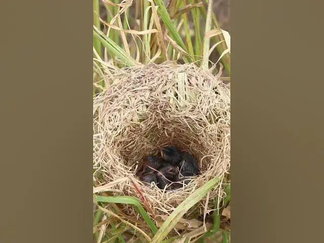 Video thumbnail for Baby Grown Sparrow In Nest EP#010 #nestegg #egglaying #satisfying #nestling #eggproduction  #nesting