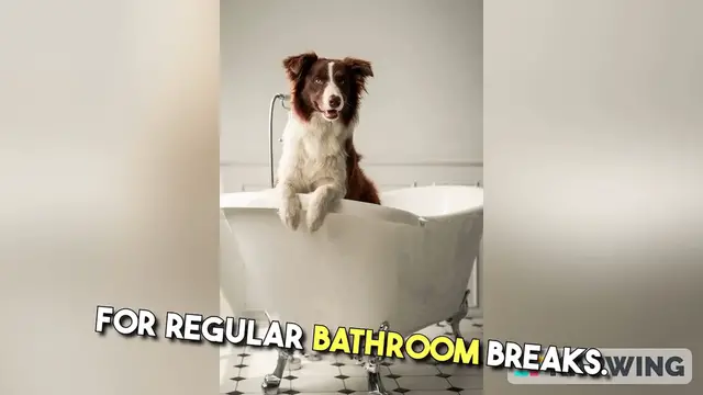 'Video thumbnail for How to potty train a puppy in an Apartment'