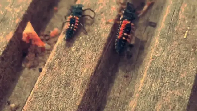 Video thumbnail for Ladybirds 25.mp4