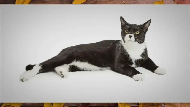 Video thumbnail for 130 migliori nomi di gatti in bianco e nero con significato – Pet Yolo