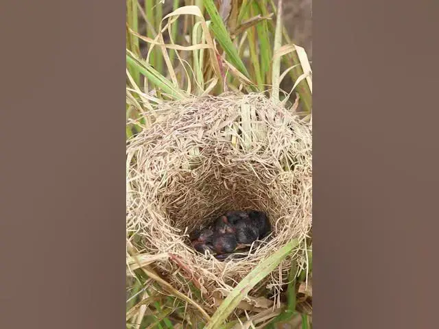Video thumbnail for Top Baby Grown Sparrow In Nest EP#024 #nestegg #egglaying #satisfying #nestling #eggproduction