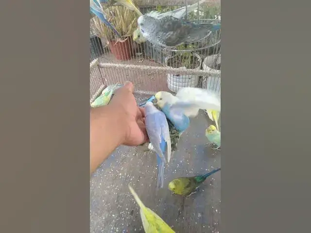 Video thumbnail for 💭 “Se você ama silêncio, este som vai te conquistar 💚”