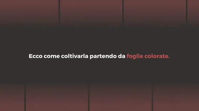 Video thumbnail for Il Solenostemon, noto anche come coleo, è una pianta di facile coltivazione apprezzata per il suo fogliame colorato. Ecco come coltivarla partendo da foglie colorate.