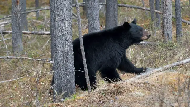 Video thumbnail for Black Bear Symbolism