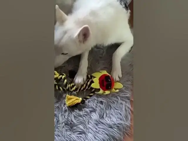 Video thumbnail for 24 December 2025