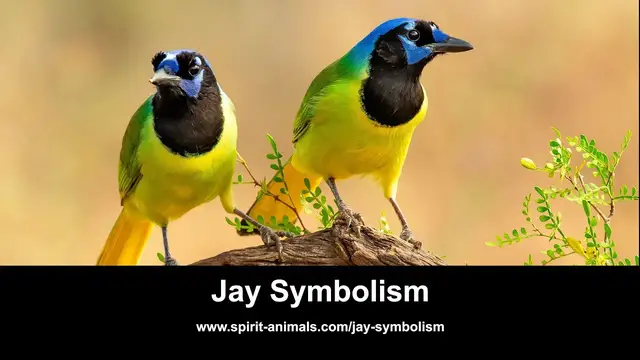 'Video thumbnail for Jay Symbolism'