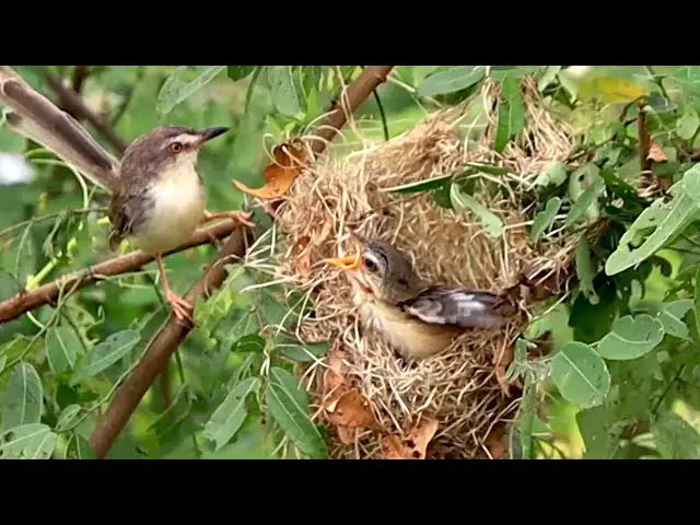'Video thumbnail for Mother's bird take carea babie bird everyday on nest'