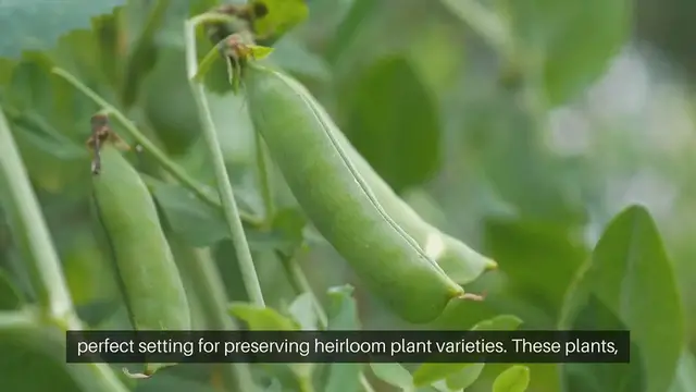 Video thumbnail for Cottage Gardening Preserving Heirloom Varieties